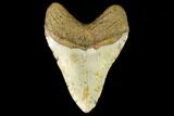 Fossil Megalodon Tooth - North Carolina #124689-2
